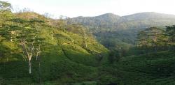 Approaching Sinharaja through tea plantations